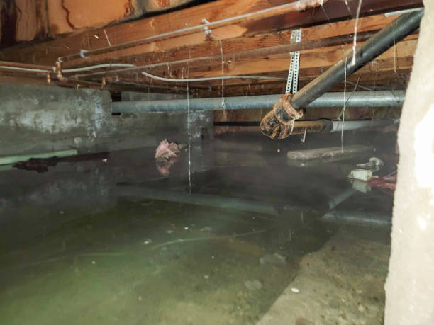 Water damage restoration mold remediation in Oro Valley, AZ